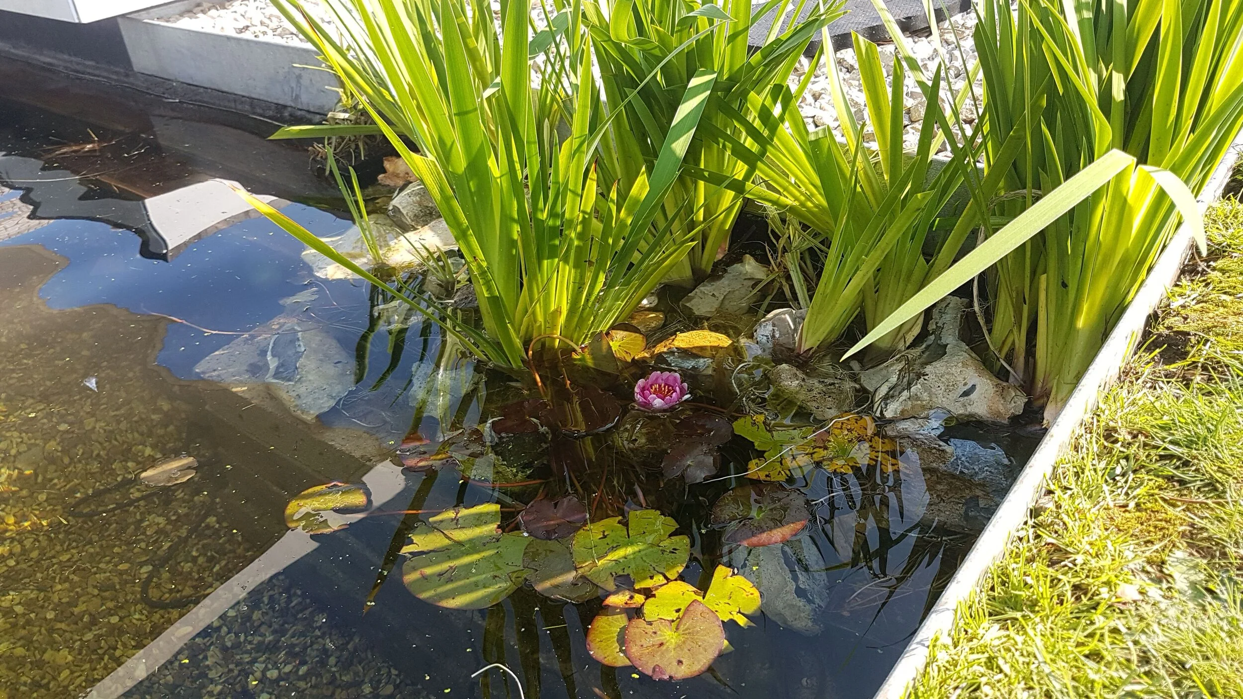 Wildlife pond management