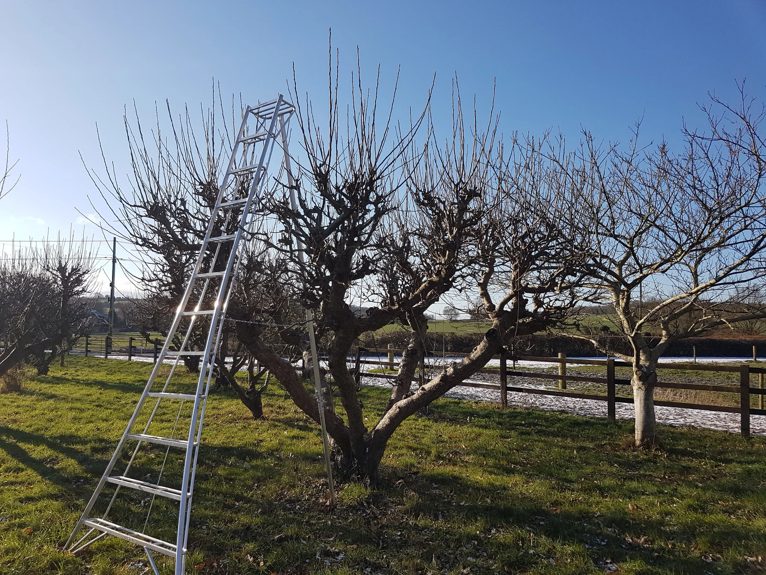 Fruit tree pruning