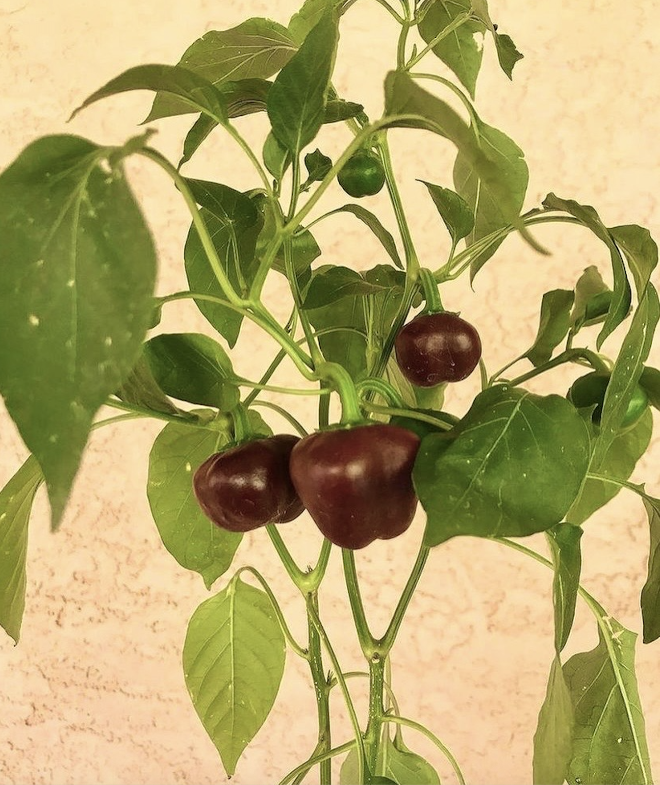 Mini Chocolate Bell Pepper