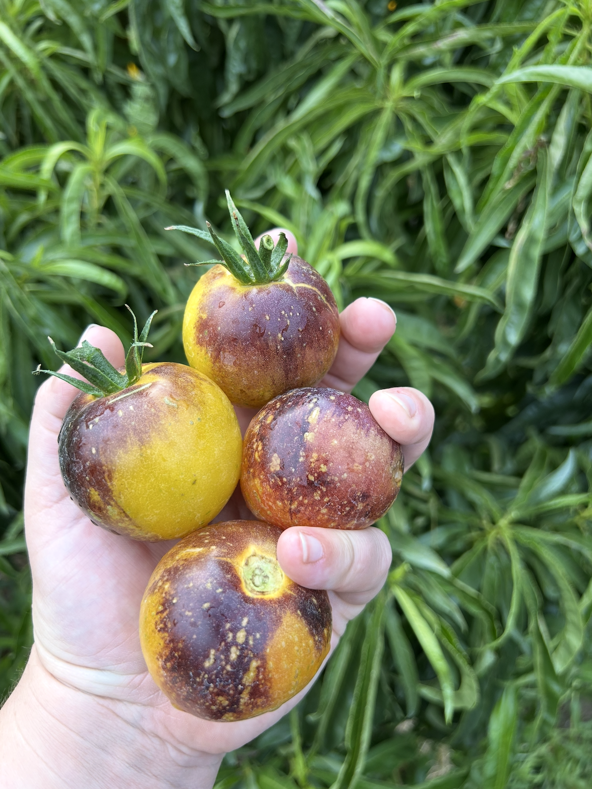 Screenshot 2026-01-09 at 12.21.52 PM.png