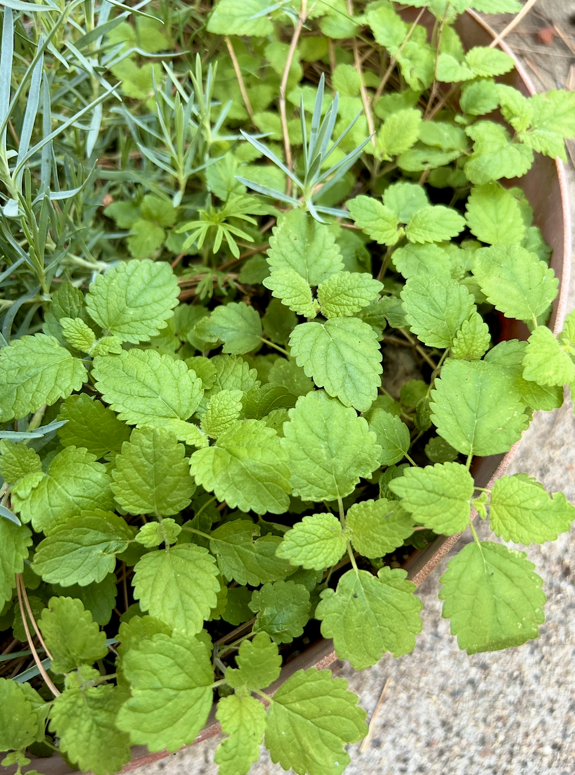 Screenshot 2026-01-09 at 11.11.43 AM.png