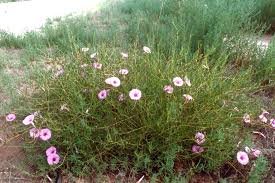 Pink Bush Morning Glory 2.jpeg