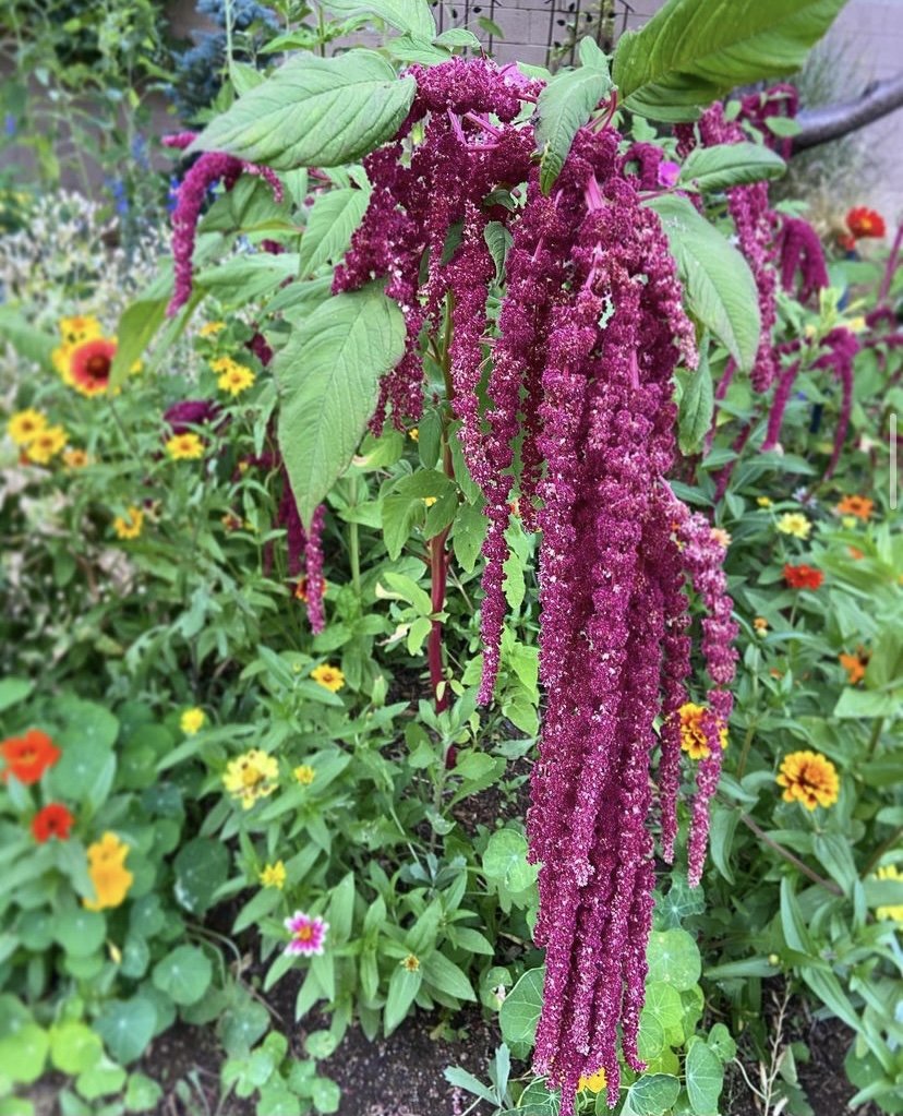 Amaranth .jpg
