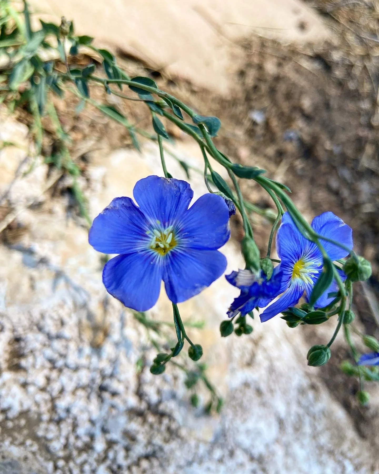 Blue Flax (Linum lewisii) — Elevated Gardening