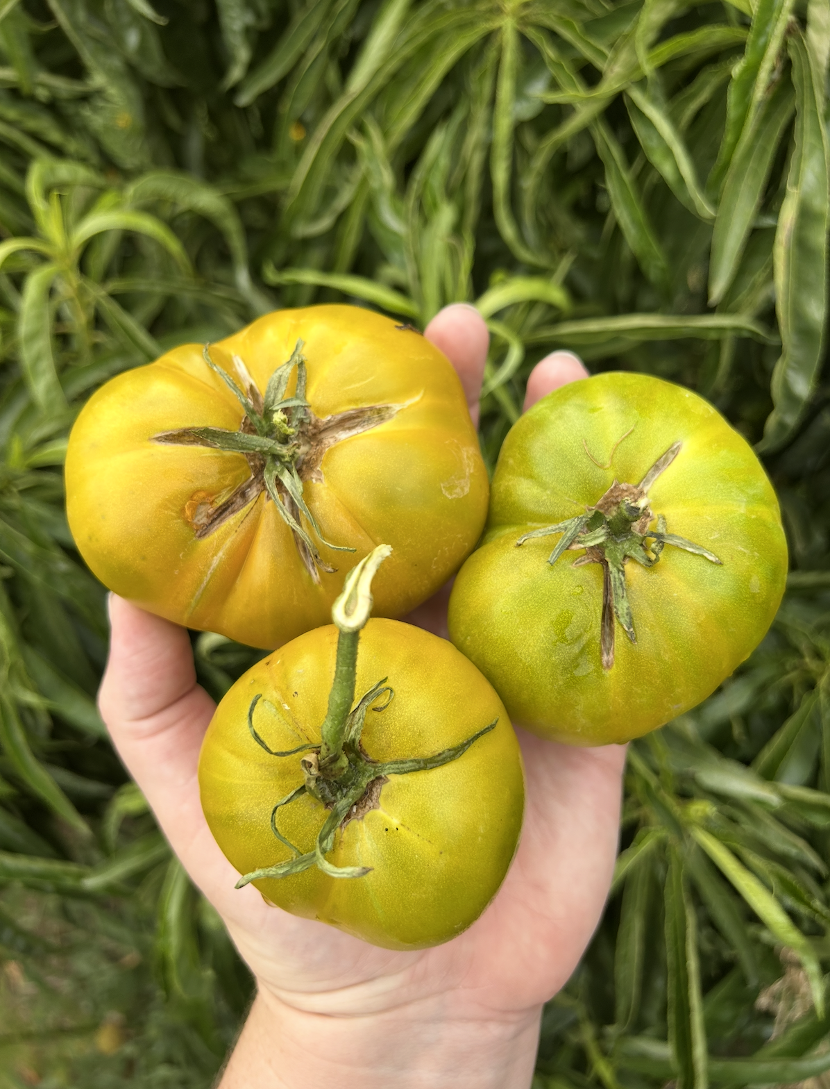 Screenshot 2025-11-18 at 8.23.55 PM.png