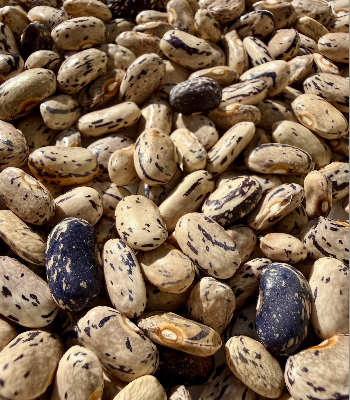 Screenshot 2025-12-15 at 10.51.40 PM.png