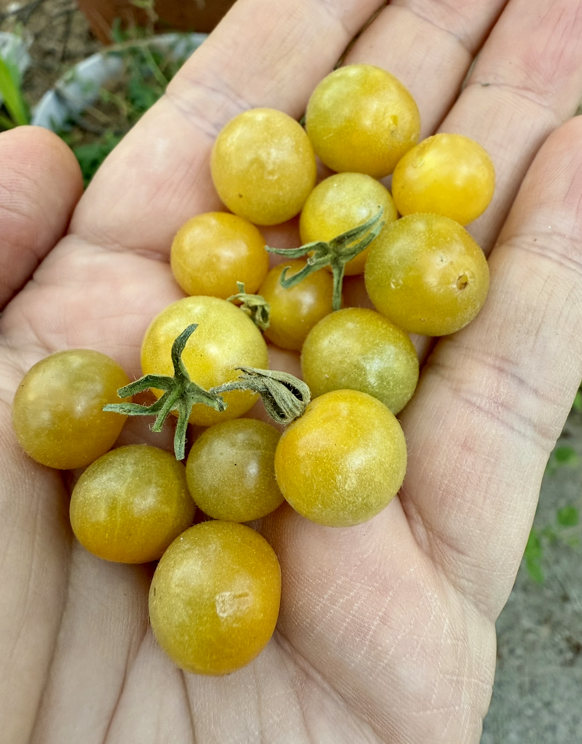 White Currant Tomato