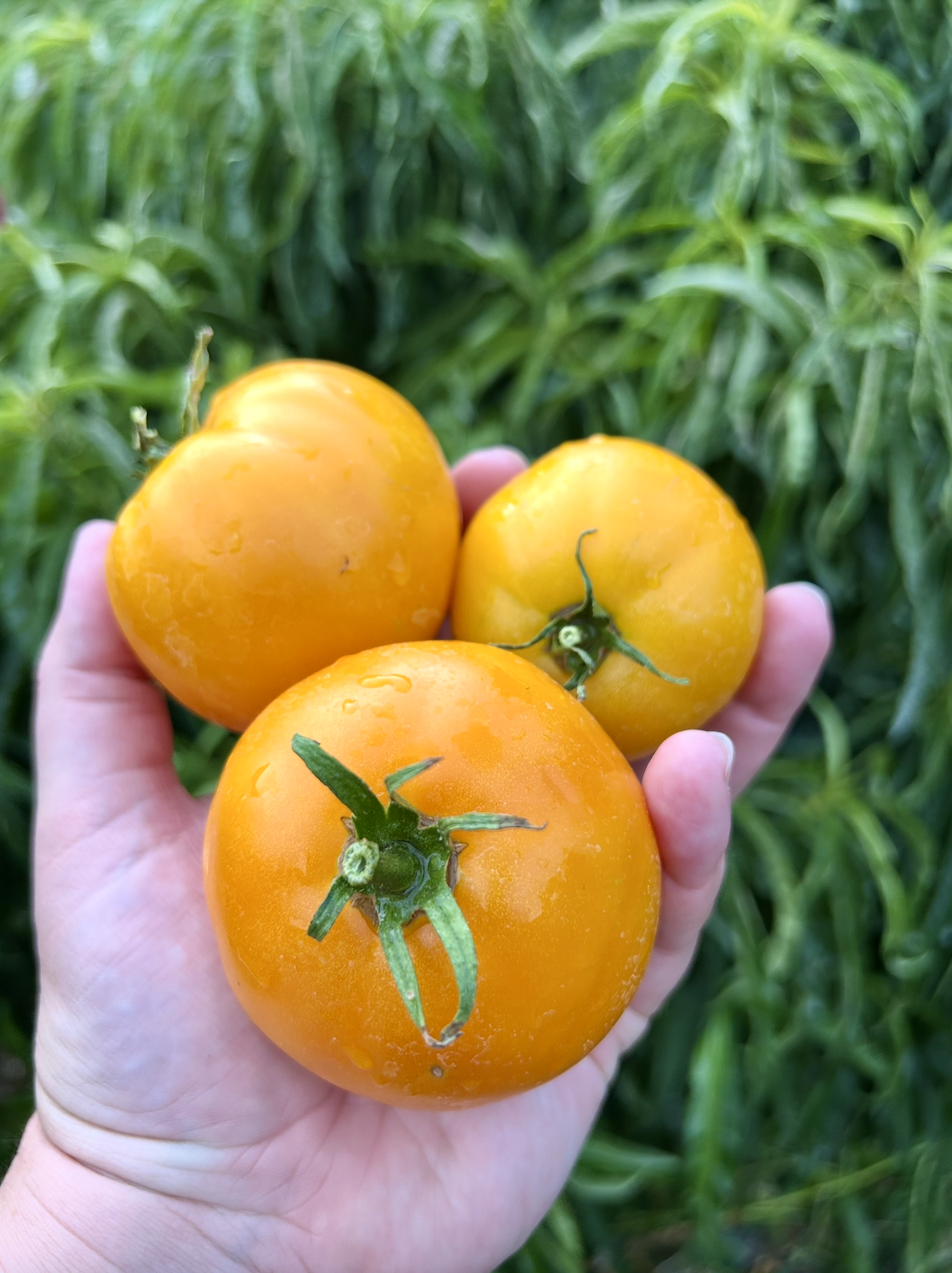 Screenshot 2025-11-20 at 12.21.00 AM.png