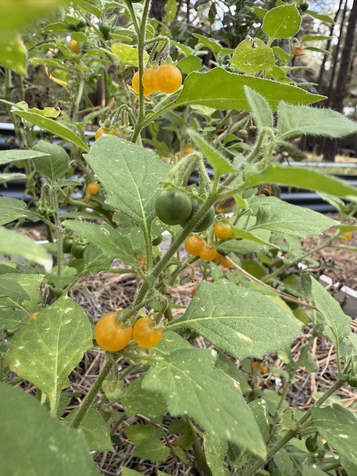 Screenshot 2025-12-05 at 12.12.39 AM.png