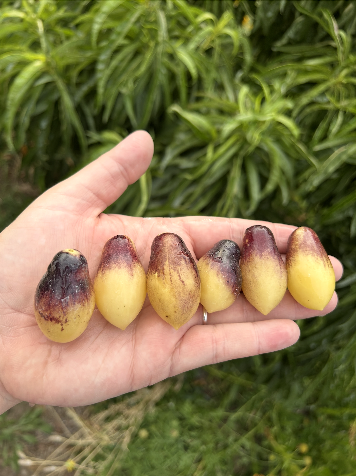 Screenshot 2025-11-20 at 12.16.19 AM.png