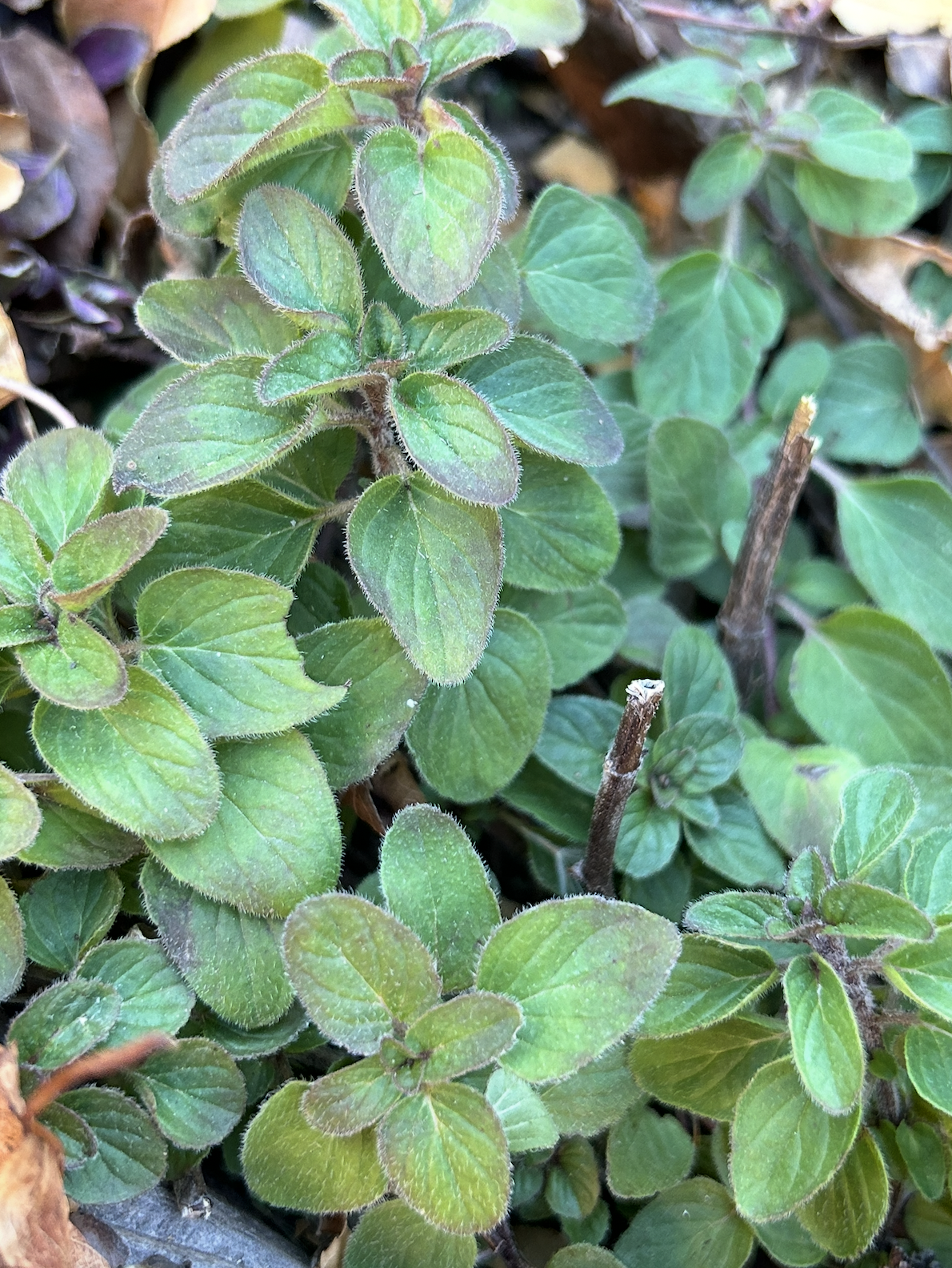 Screenshot 2025-12-15 at 11.18.12 PM.png