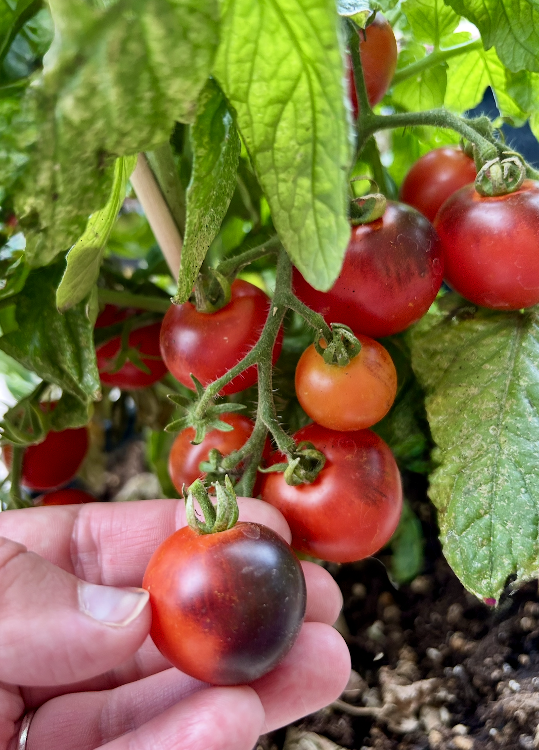 Screenshot 2025-11-18 at 8.55.04 PM.png