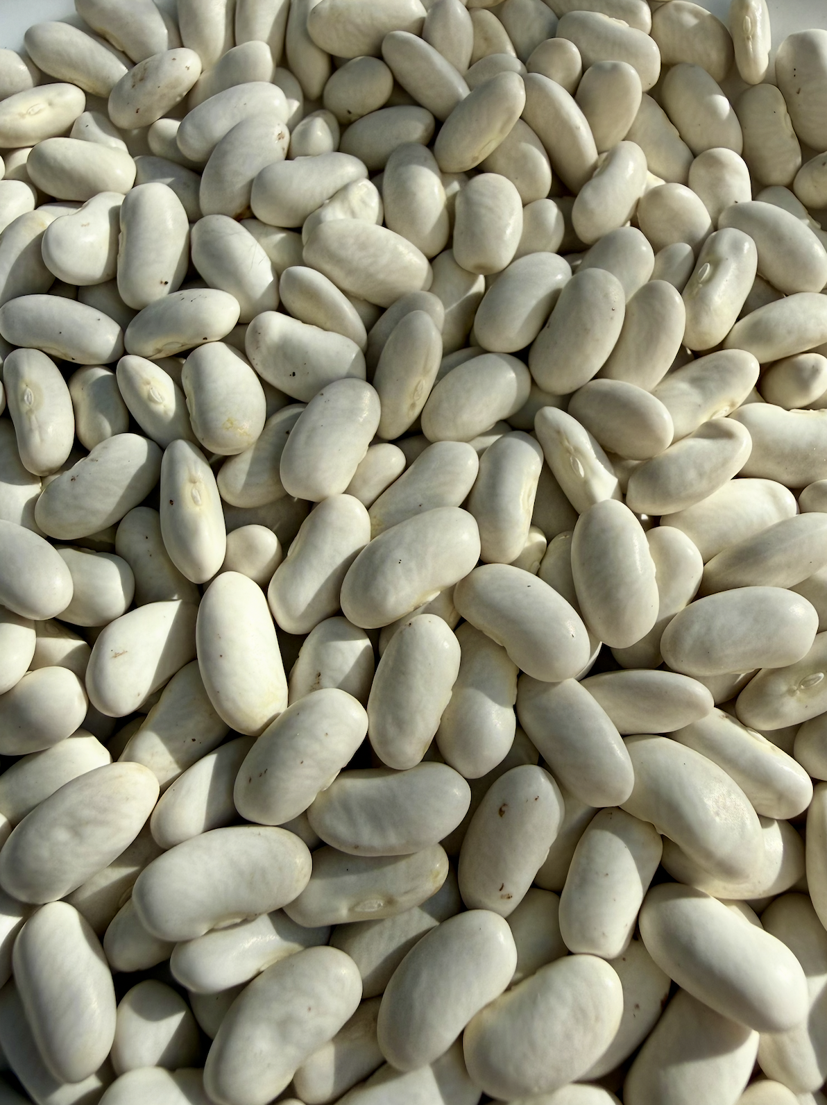 Screenshot 2025-12-15 at 11.02.44 PM.png