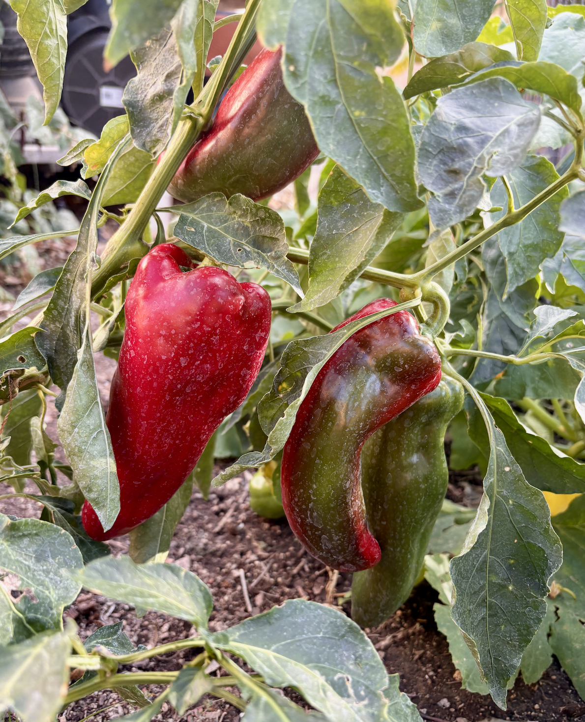 Screenshot 2025-11-20 at 11.40.37 PM.png