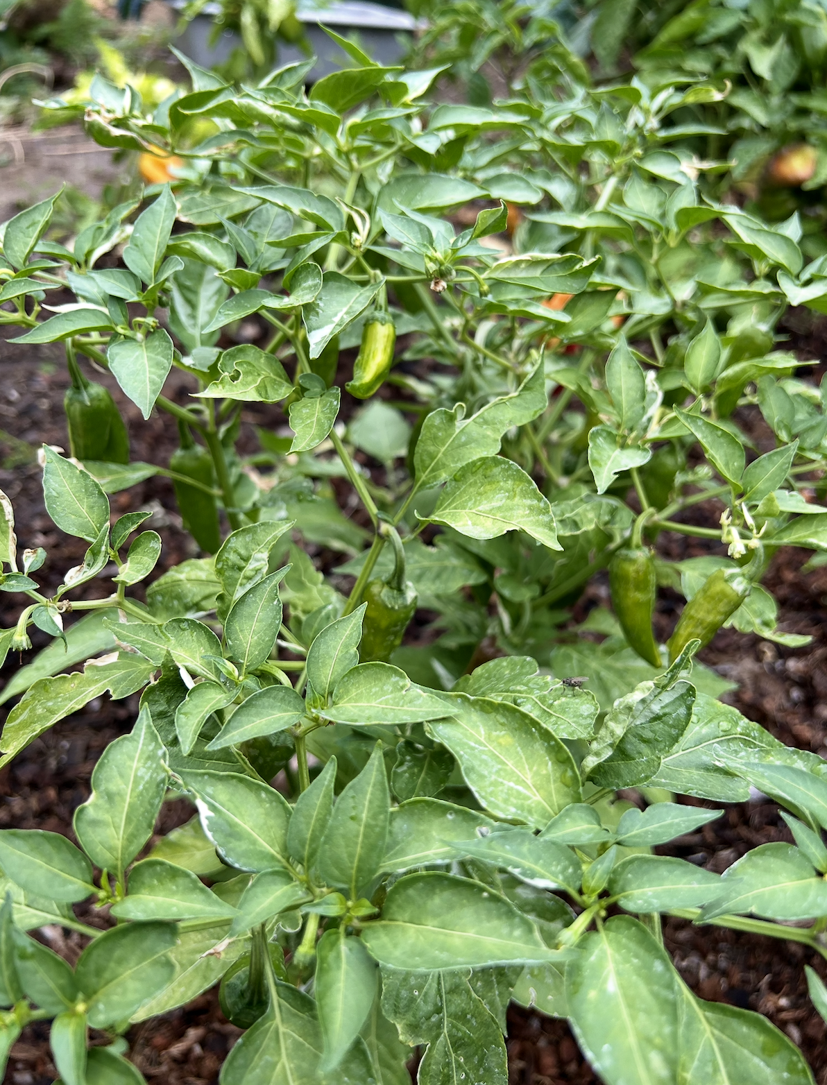 Screenshot 2025-11-20 at 11.30.15 PM.png