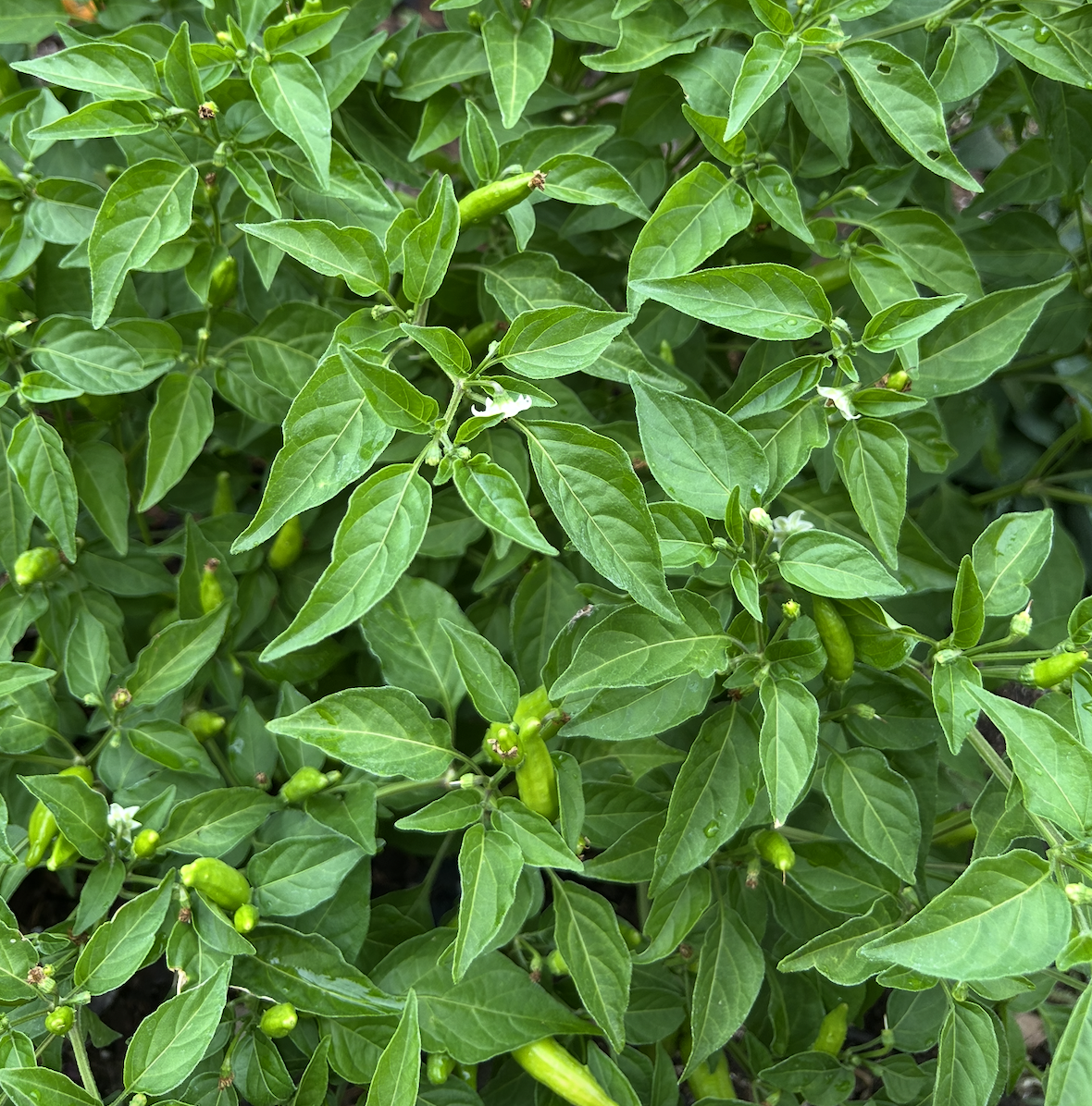 Screenshot 2025-11-20 at 11.21.01 PM.png