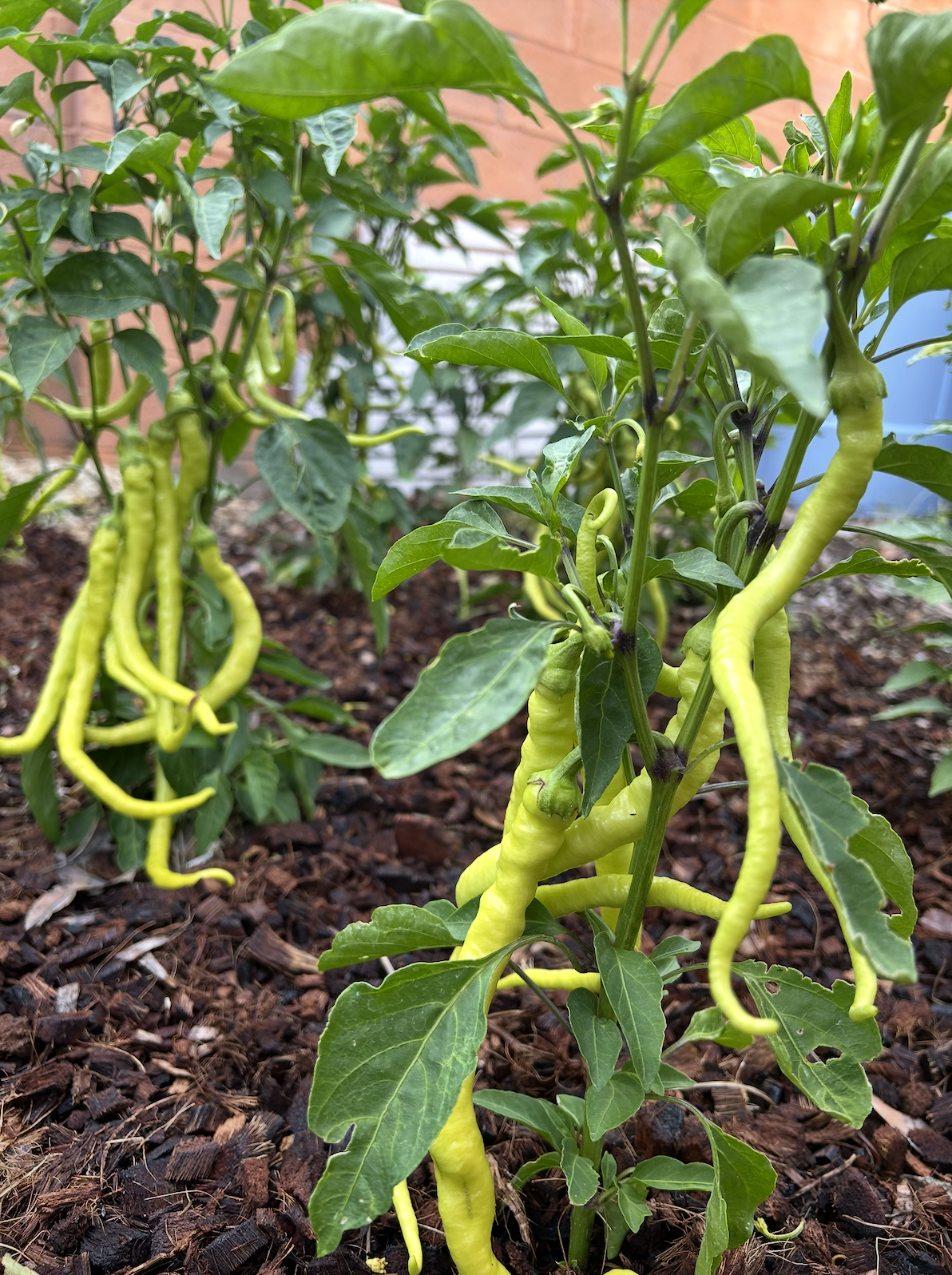 Screenshot 2025-11-30 at 11.30.21 PM.png