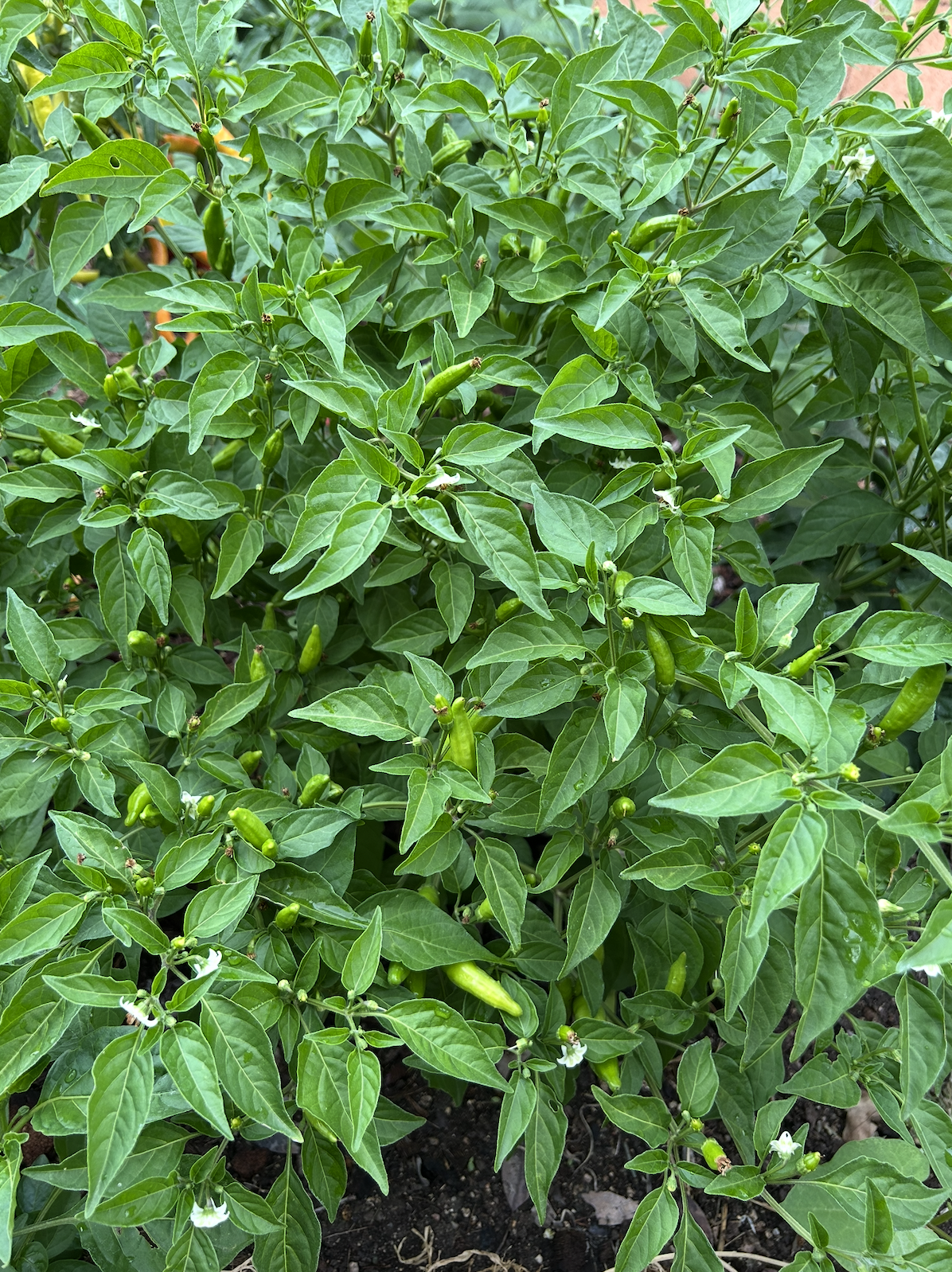 Screenshot 2025-11-20 at 11.21.12 PM.png