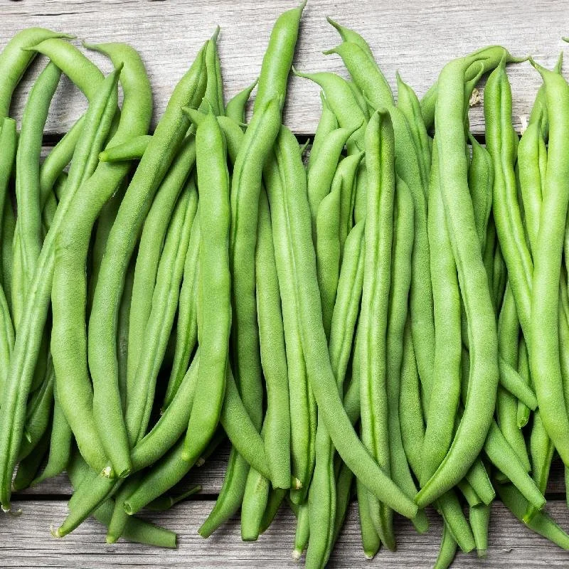 Blue-Lake-Pole-Bean-Seeds.jpg