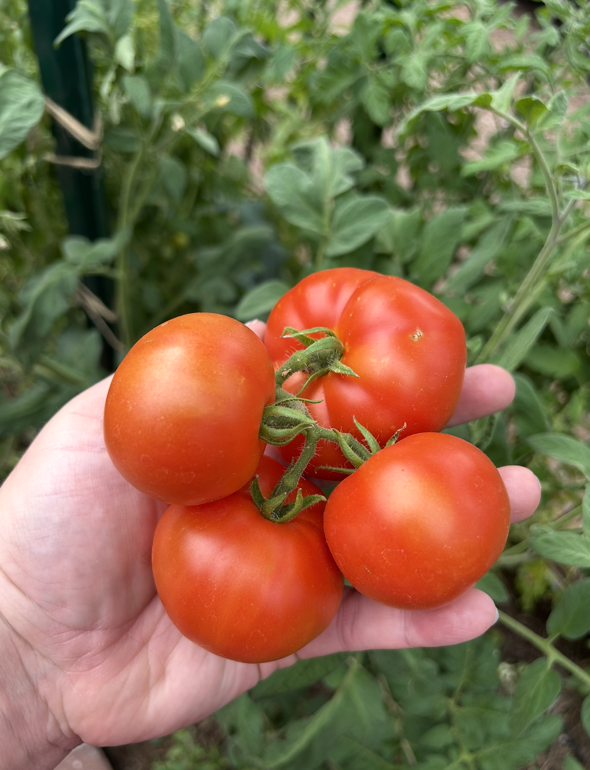 Screenshot 2026-01-09 at 11.55.06 AM.png