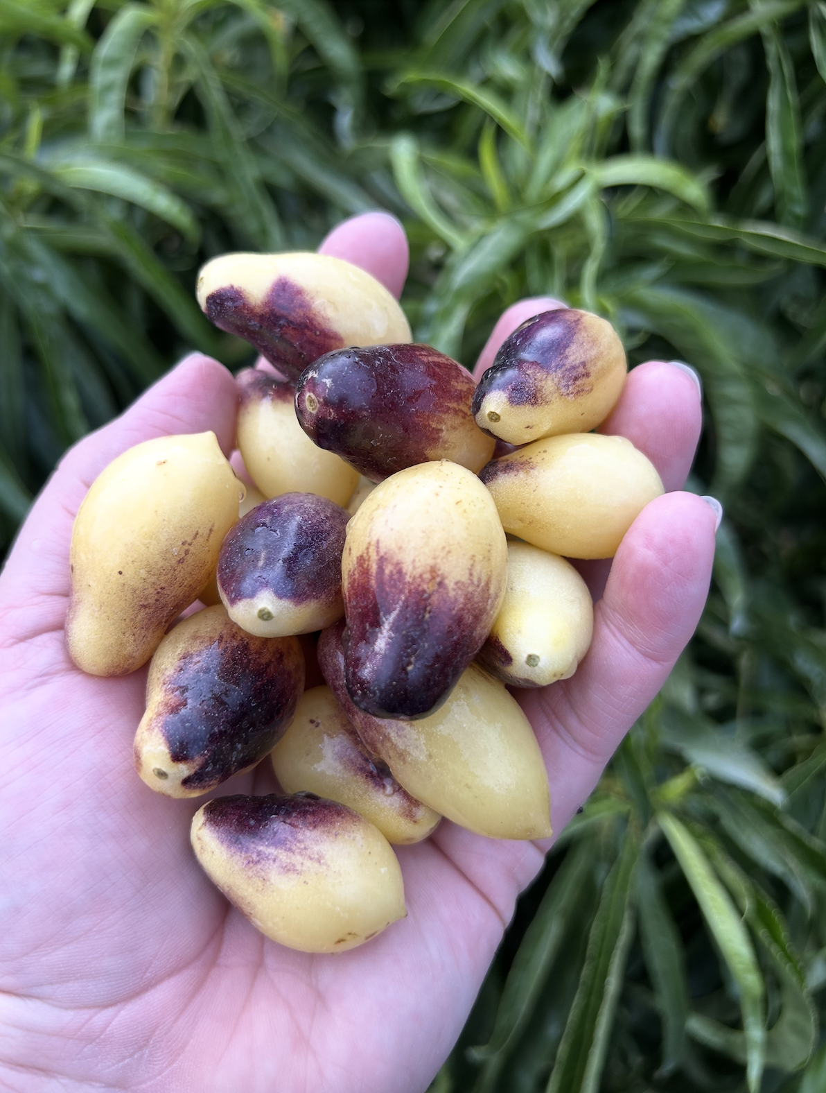 Screenshot 2025-11-20 at 12.16.06 AM.png