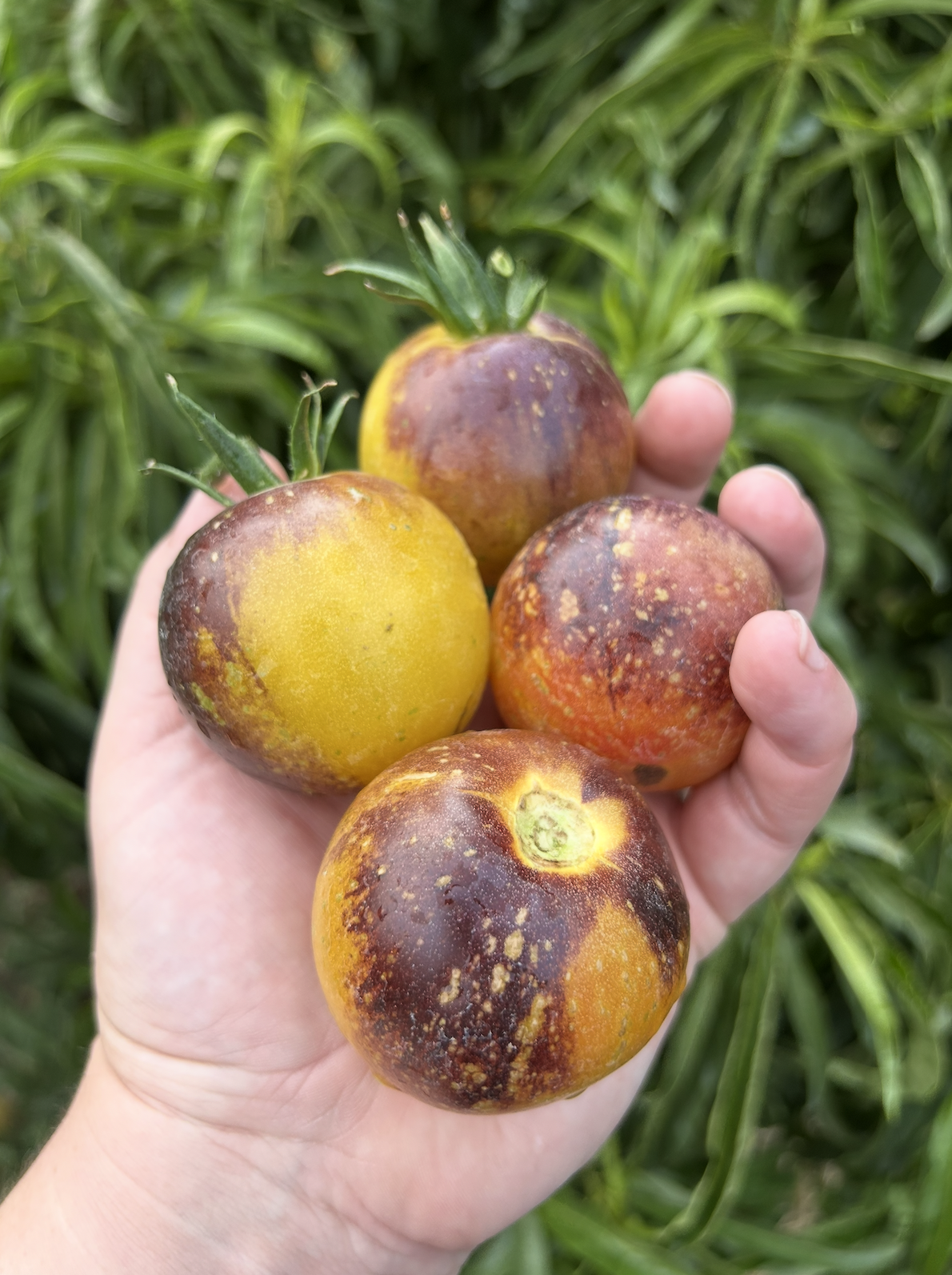 Screenshot 2026-01-09 at 12.22.00 PM.png