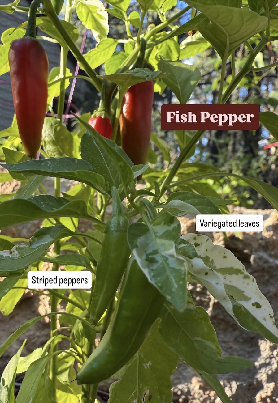 Fish Pepper