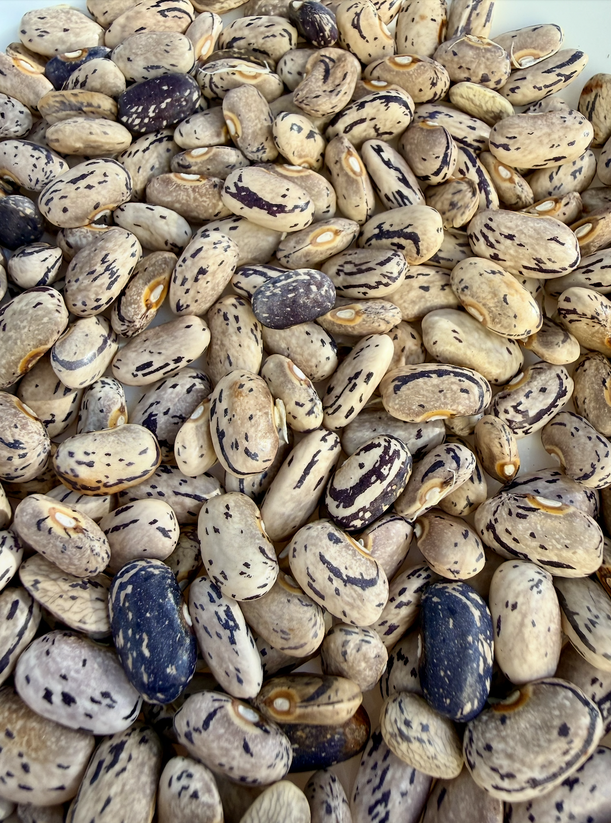 Screenshot 2025-12-15 at 10.51.20 PM.png