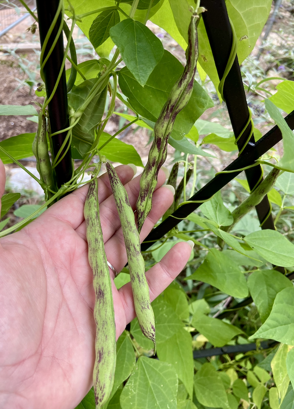 Screenshot 2025-12-04 at 11.45.32 PM.png