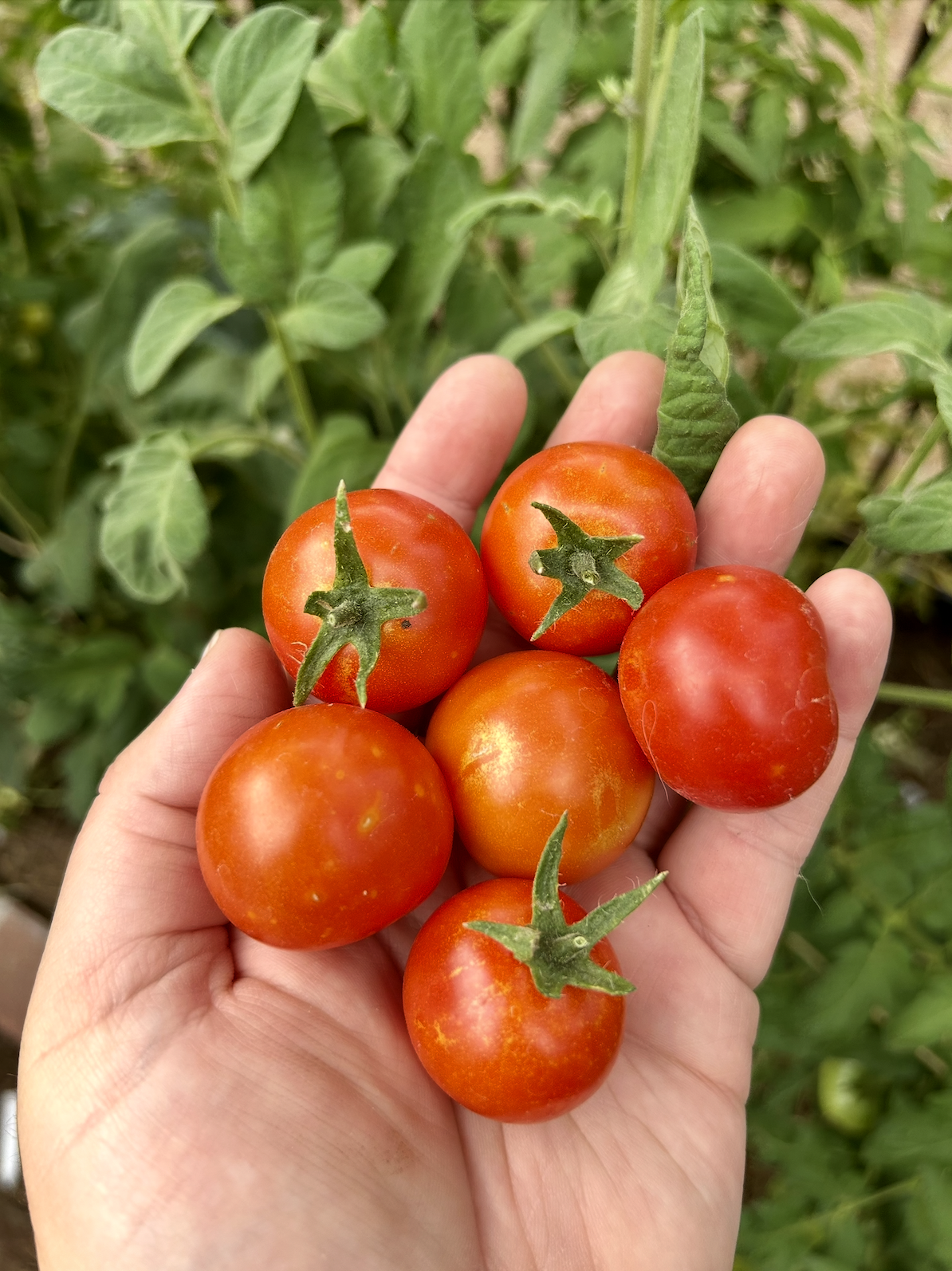 Screenshot 2025-11-18 at 8.33.29 PM.png