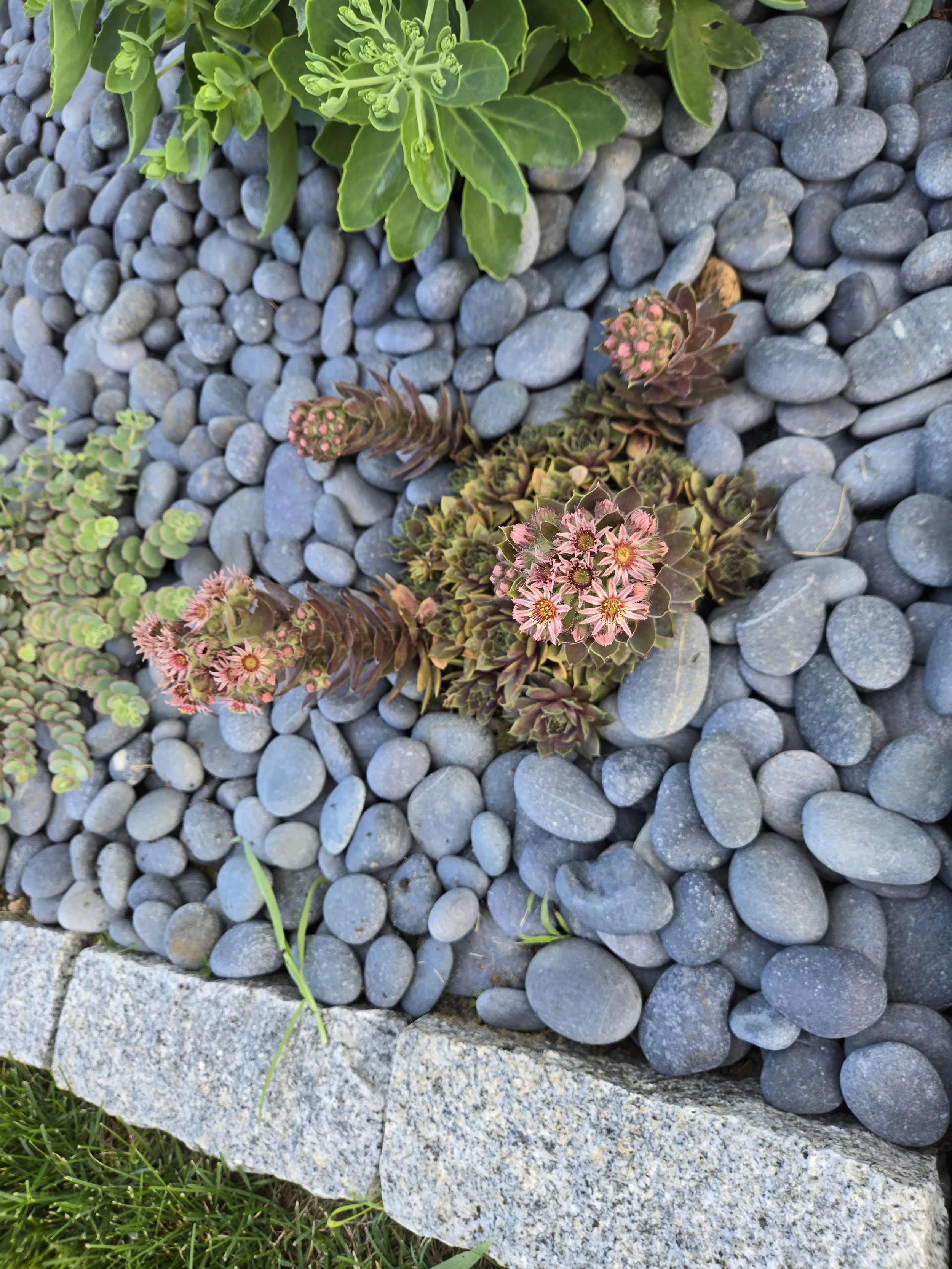 duxbury thriving.jpg