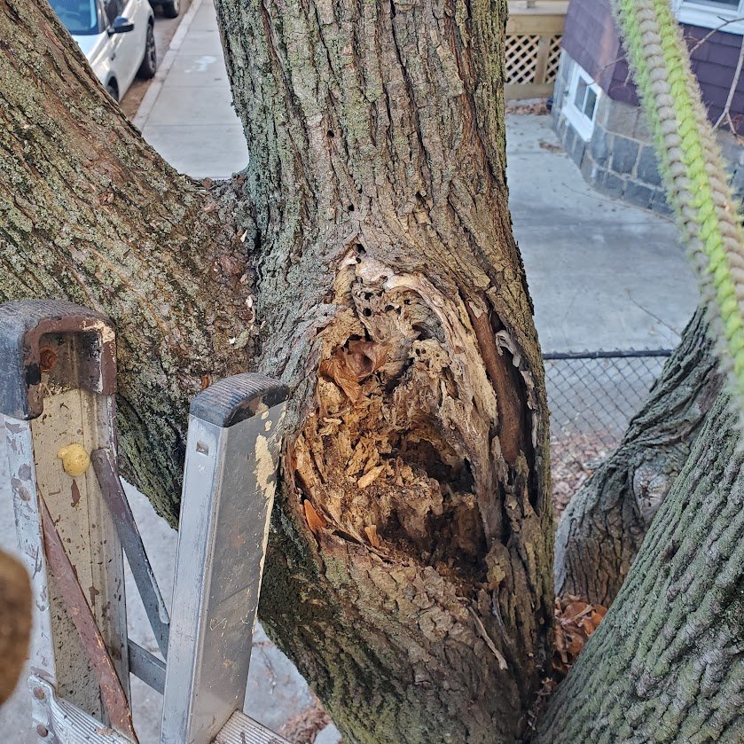 tree inspection is vital.jpg