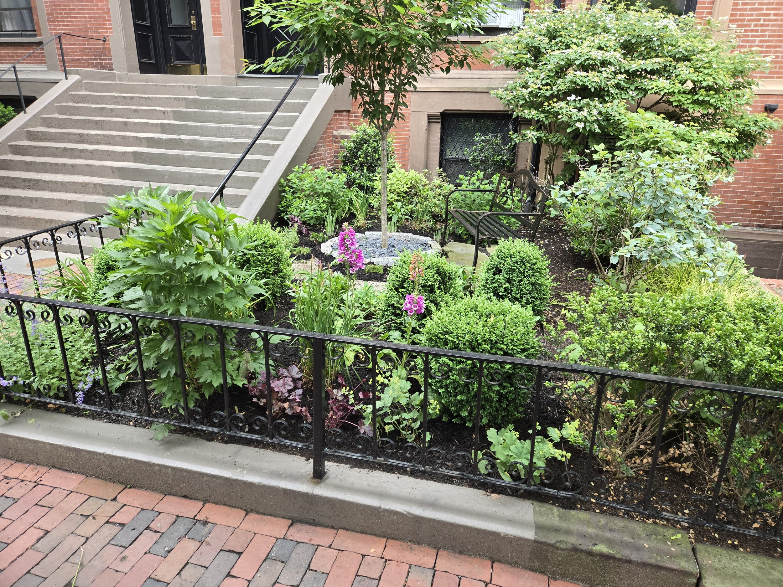 Marlbrough flowering.jpg