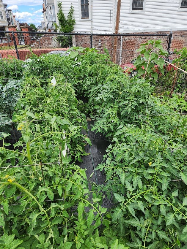 garden.jpg