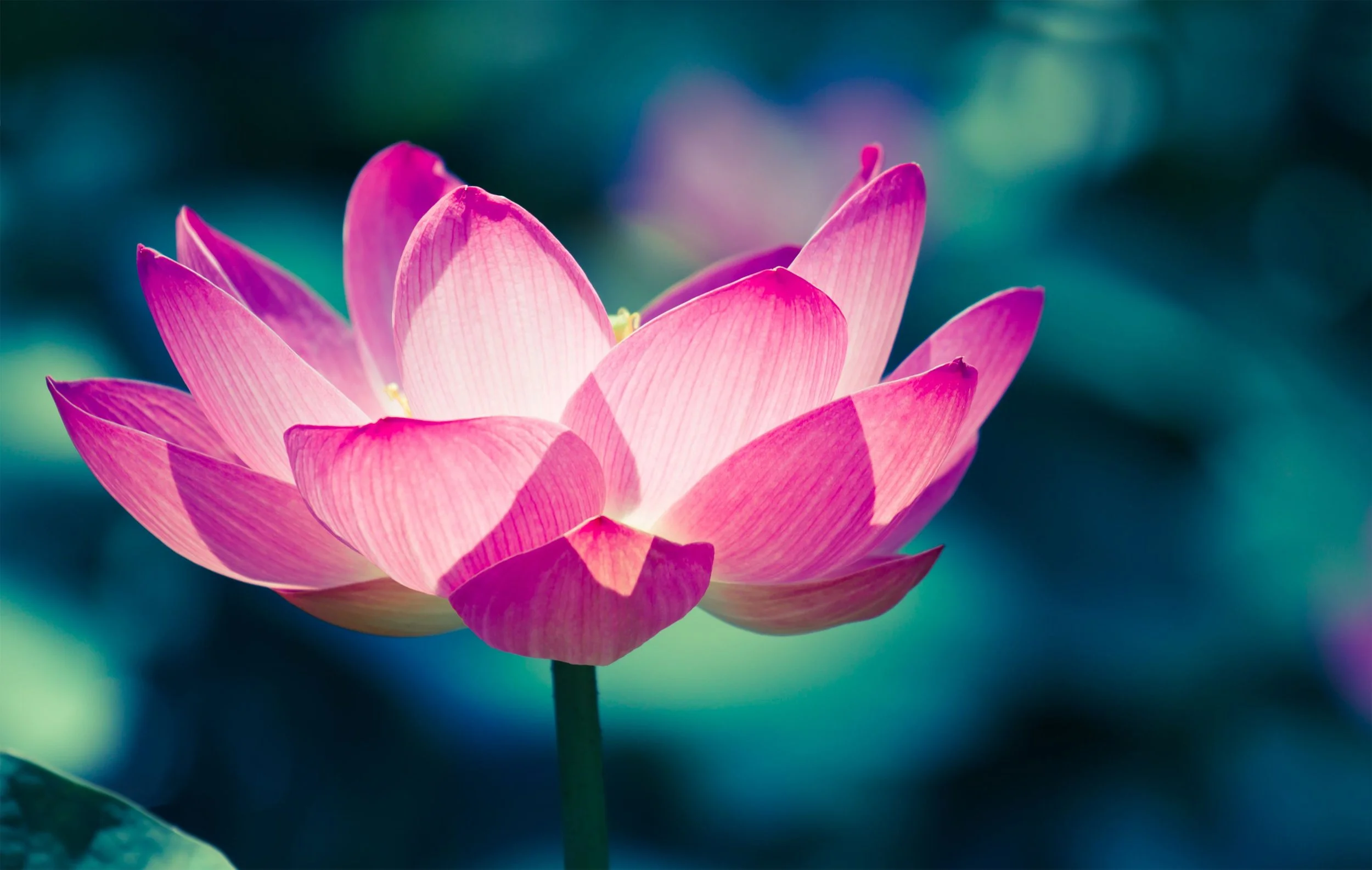 lotus light.jpg