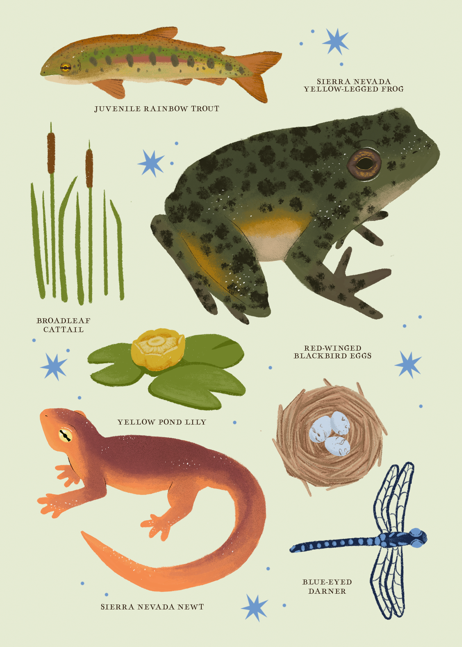 5x7 swamp tings print.png