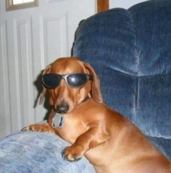 Bark bowls free all day today with bowl purchase😎😎😎!!!! you know what to do 
-ur dog