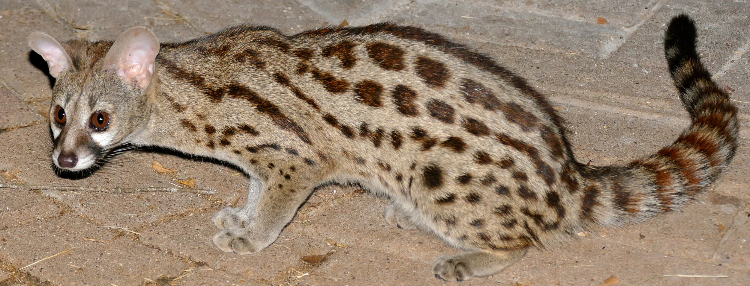 Spotted Genet | Wiki
