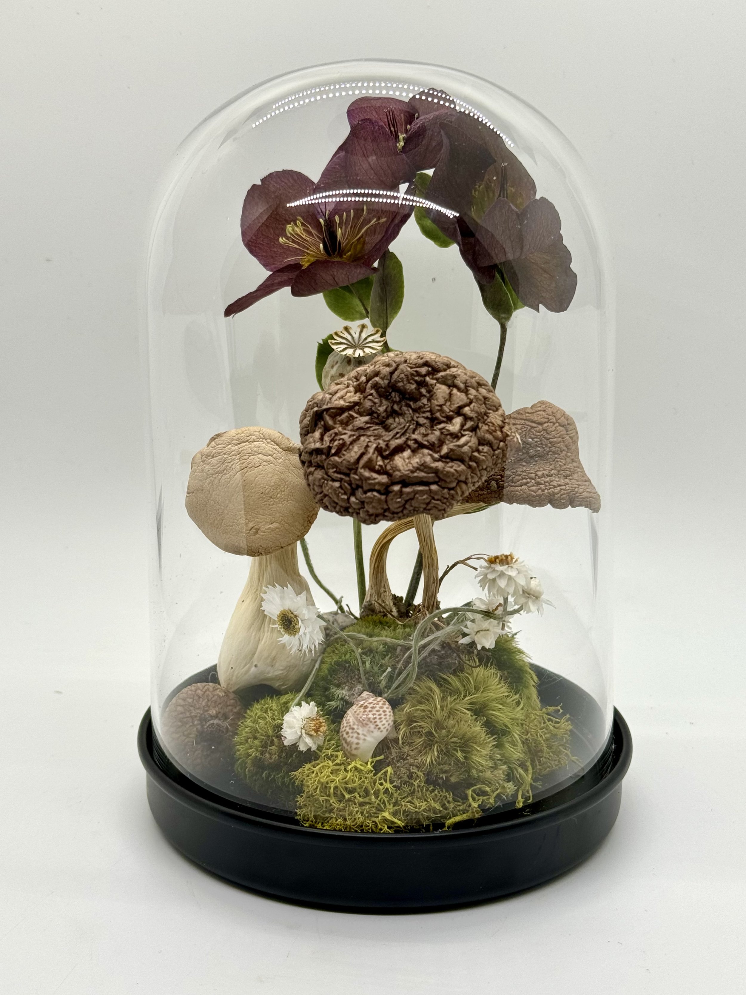 The Amanita