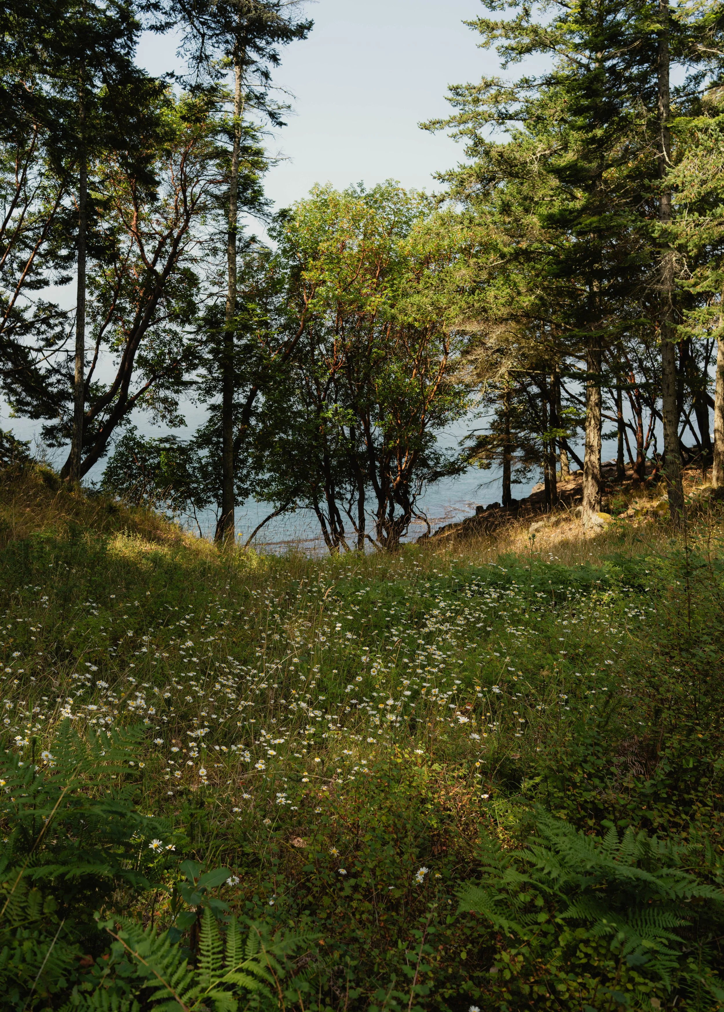 SanJuanIsland_Squarespace-39.jpg