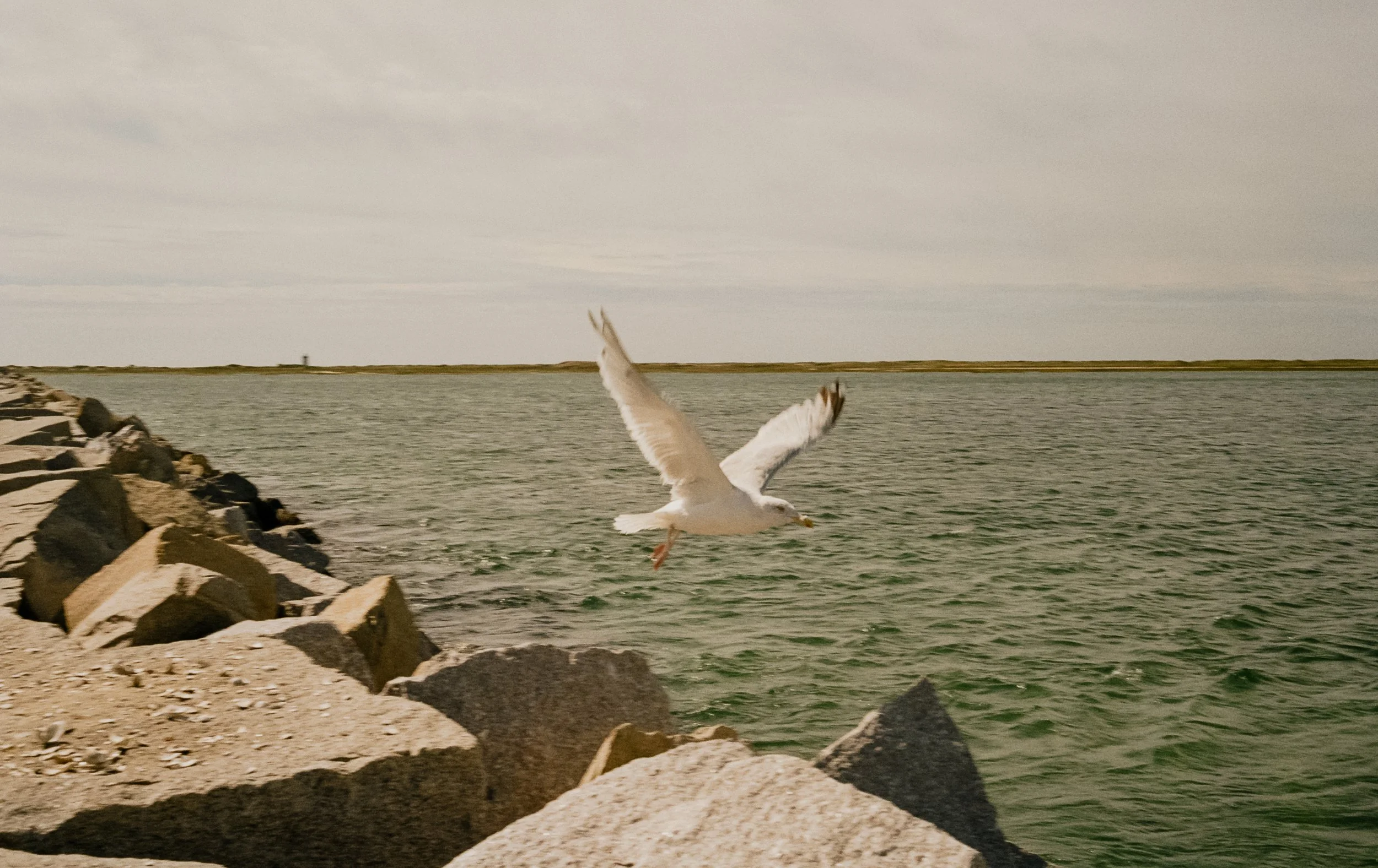 Analog_CapeCod_Squarespace-3.jpg