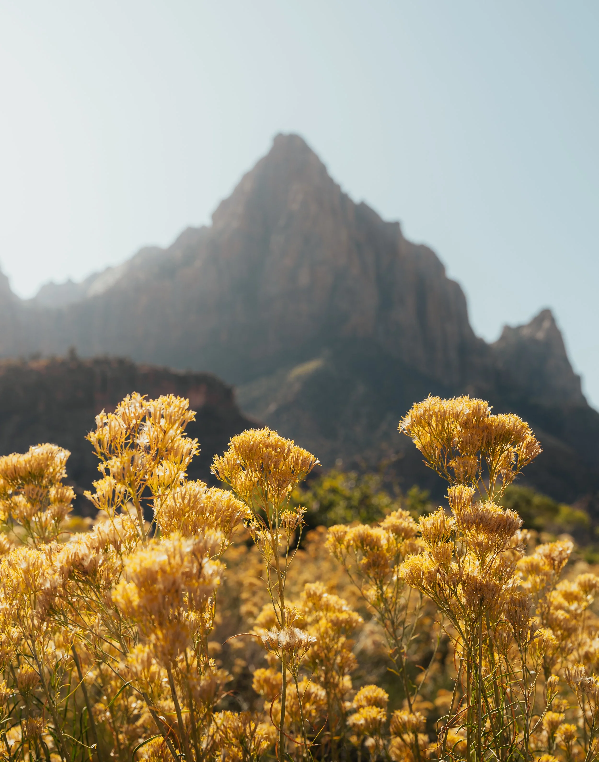 Zion_1023-39.jpg