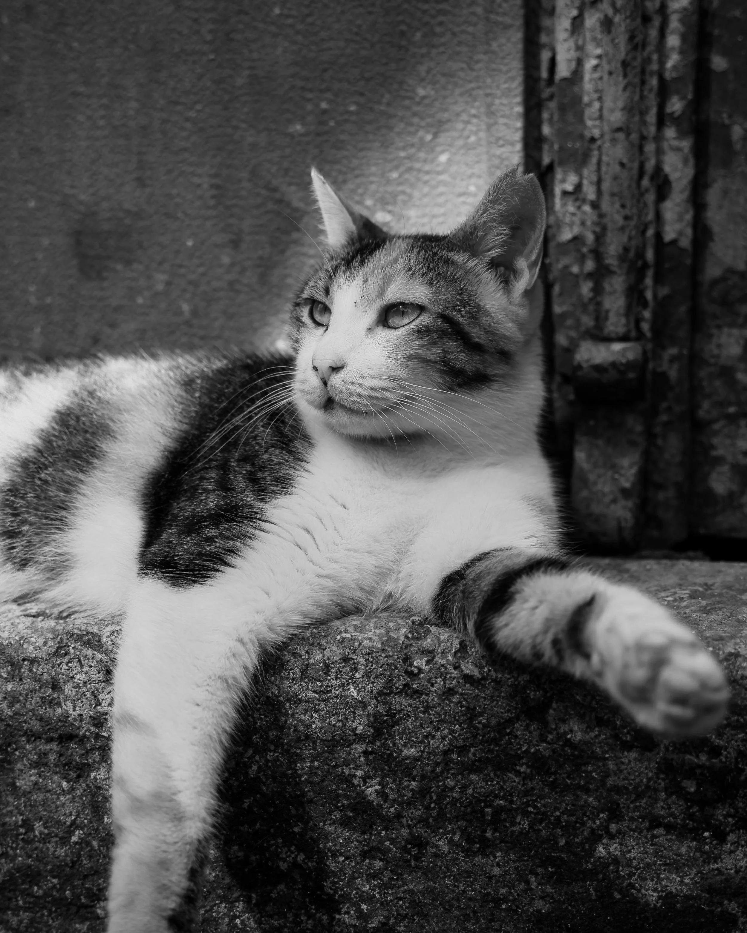 A black-and-white photo of a relaxed cat lying on a stone surface, with its head turned slightly to the side and a distant gaze.