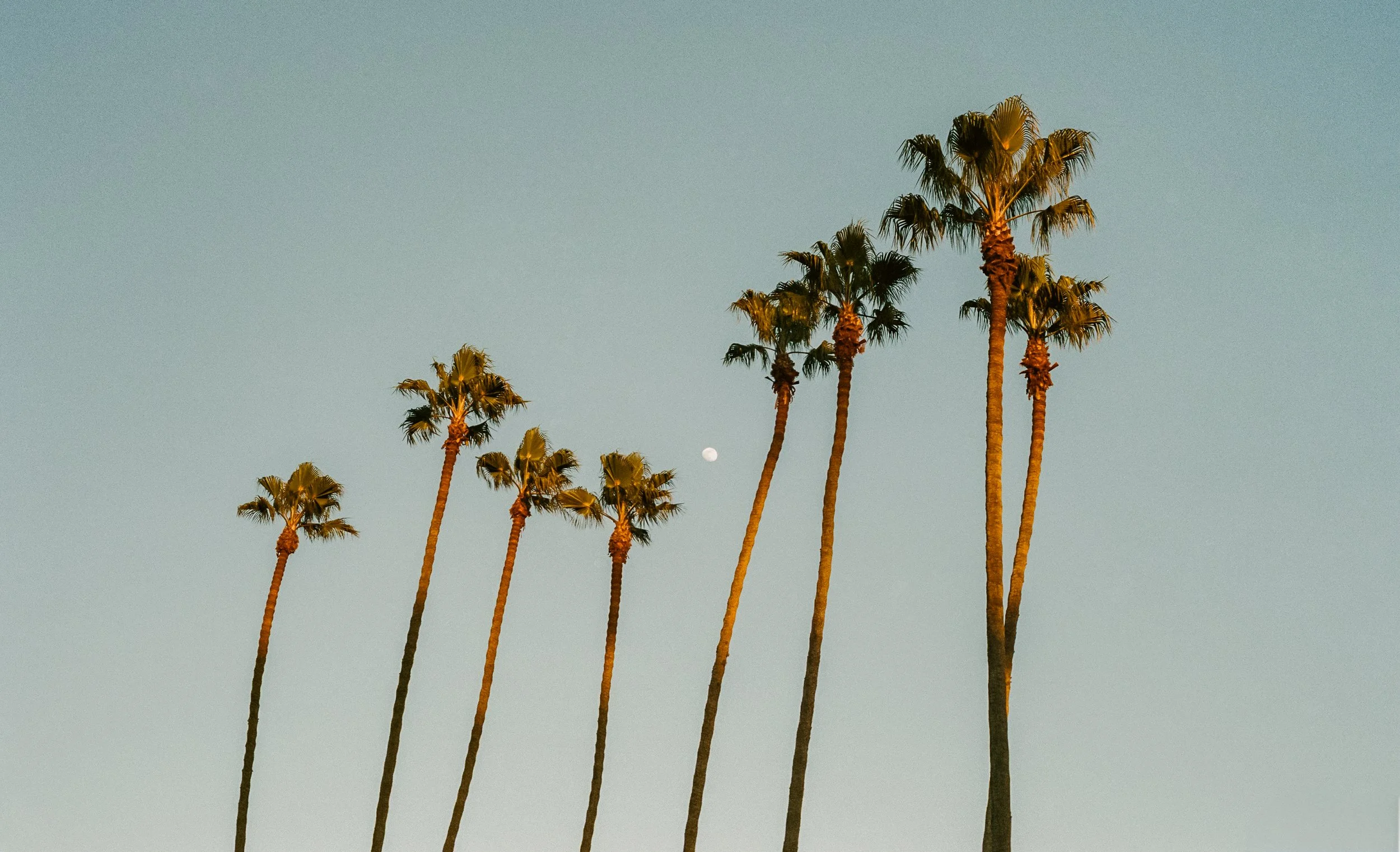 A group of tall palm trees against a clear sky with a visible moon in the background.