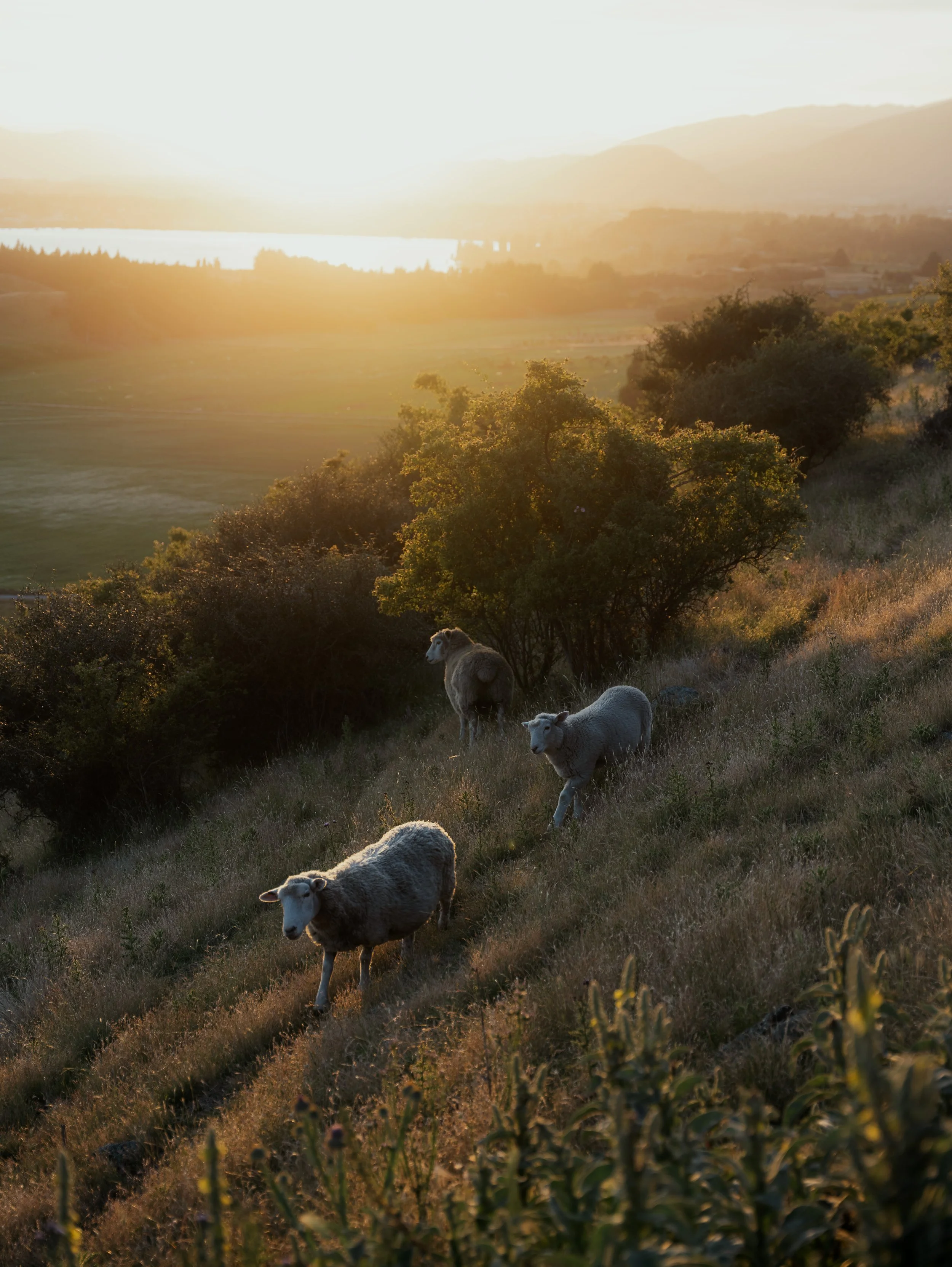 Squarespace_NewZealand-17.jpg