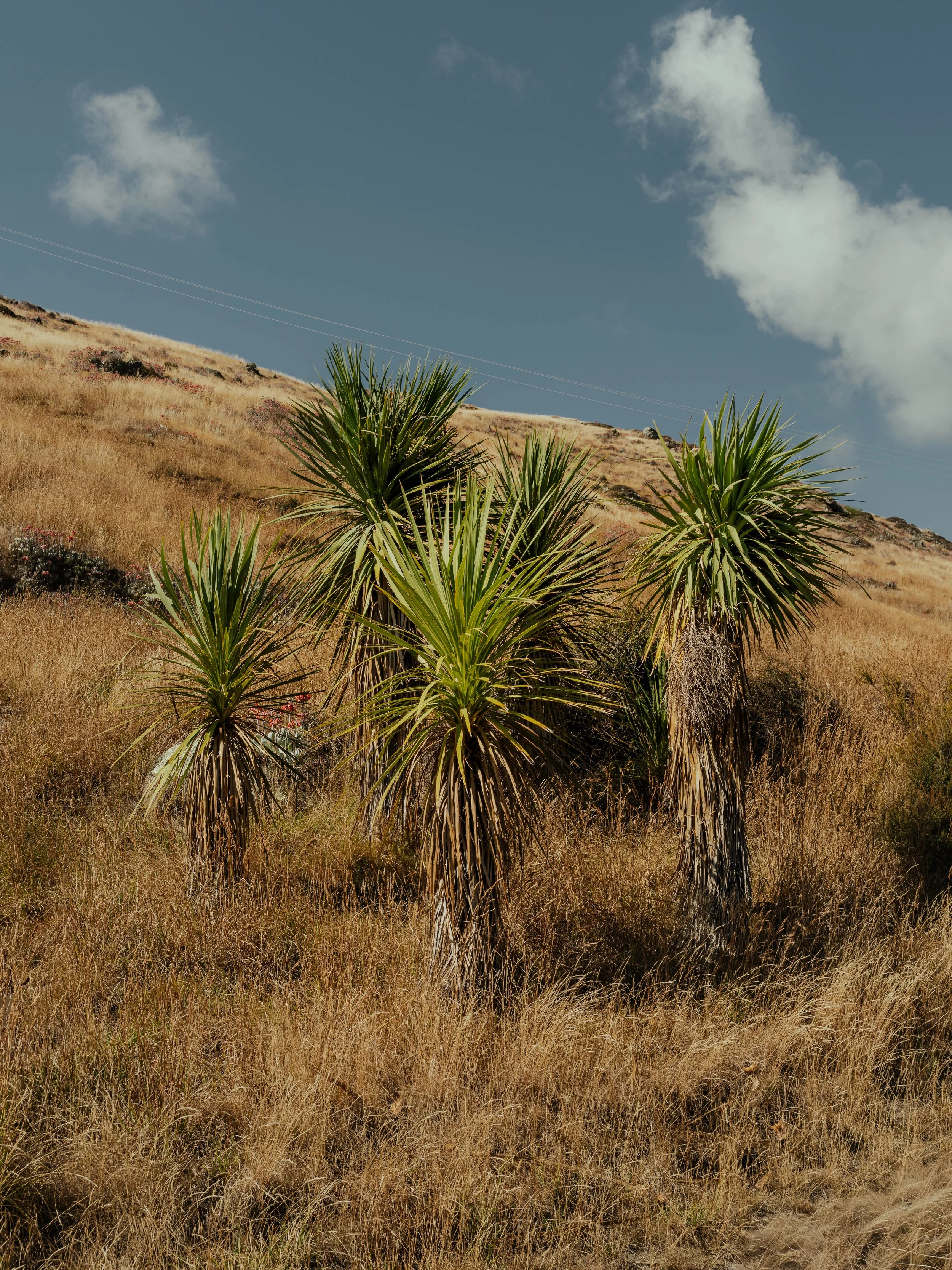Squarespace_NewZealand-23.jpg