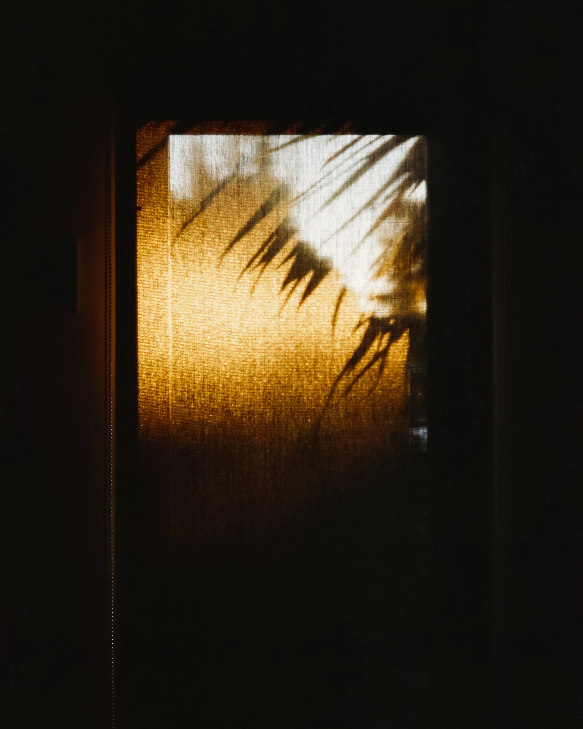 Sunlight shines through a window, casting a shadow of palm leaves on a textured curtain or blind.