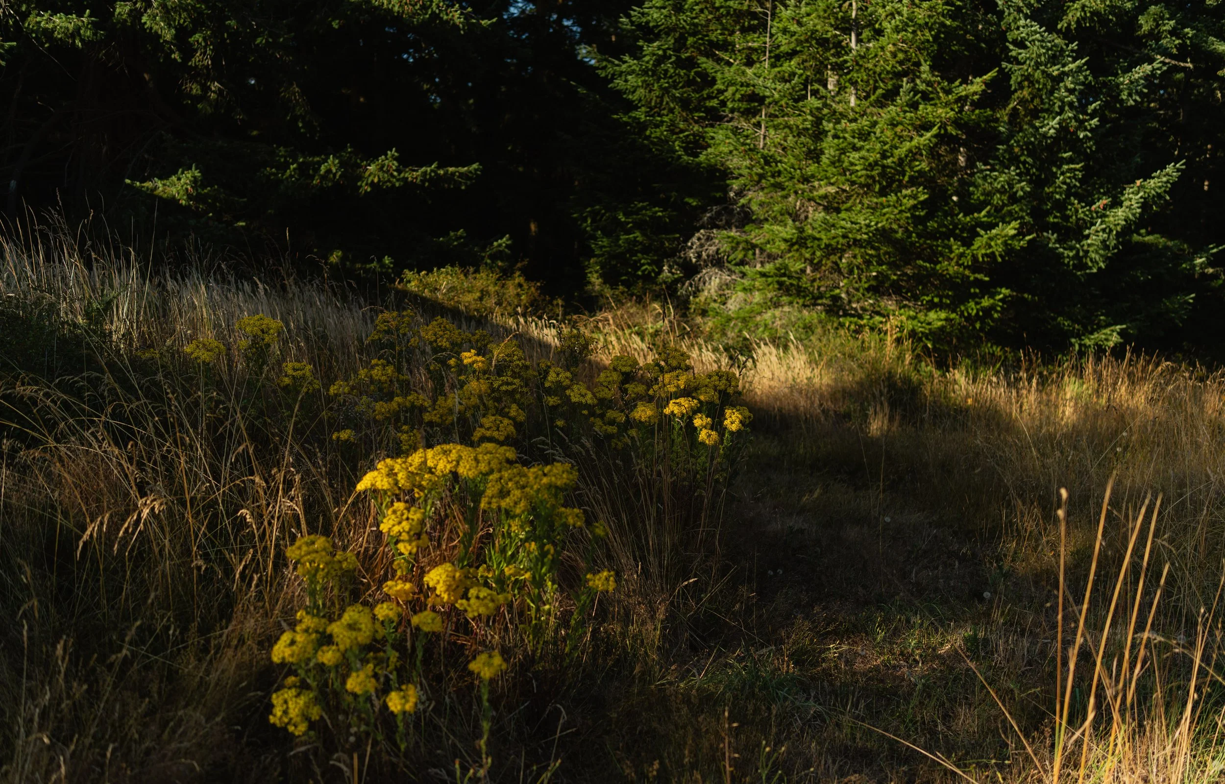 SanJuanIsland_Squarespace-27.jpg