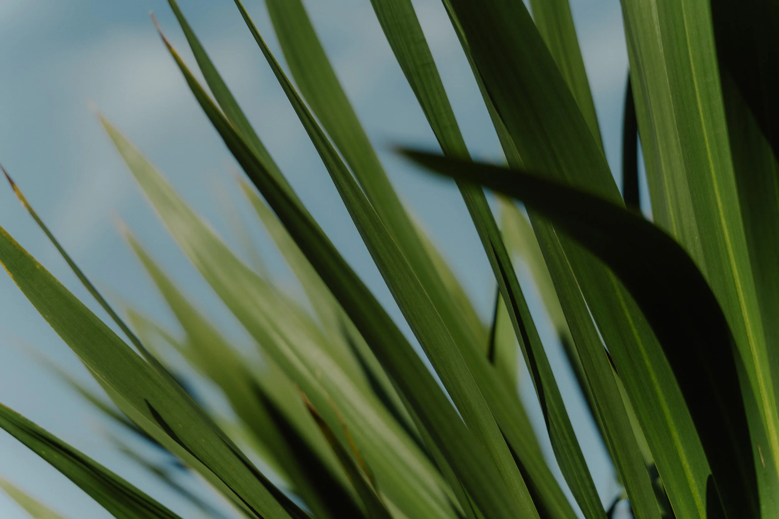 Squarespace_NewZealand-10.jpg