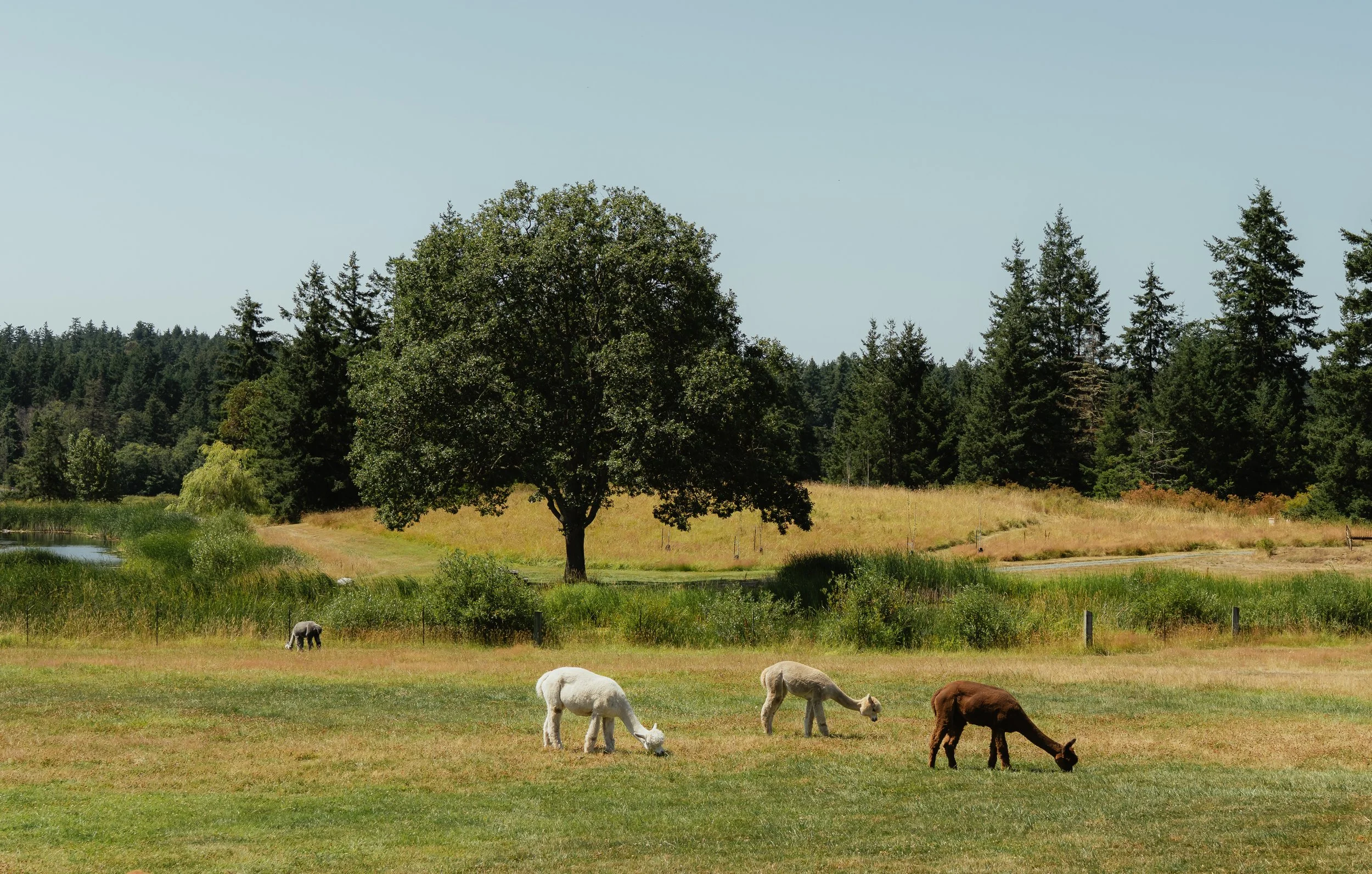 SanJuanIsland_Squarespace-41.jpg